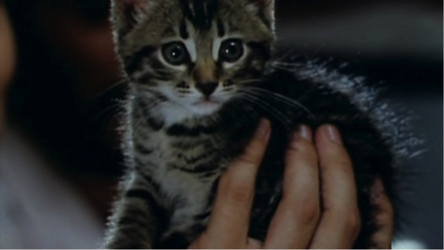 9 жизней: 9 фильмов о кошках к их Всемирному дню 