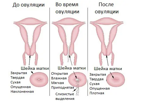 УЗИ органов малого таза (матка, яичники) « Клиника гормонального здоровья