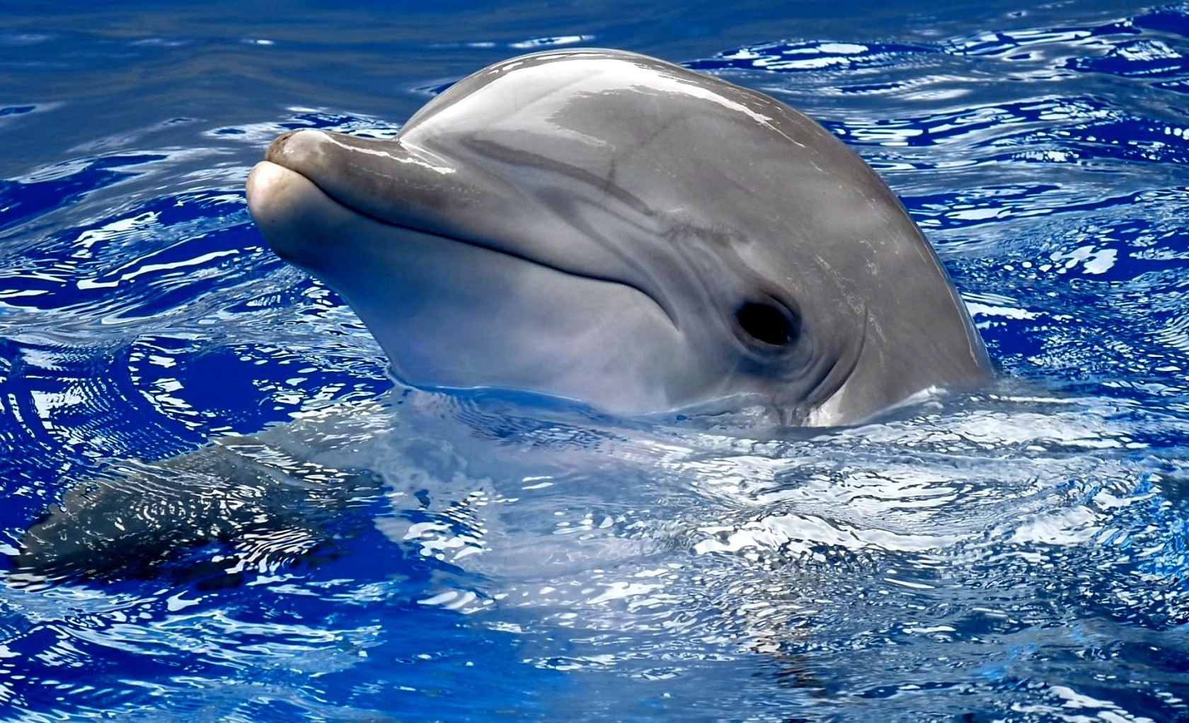 Дельфинарий «Немо»