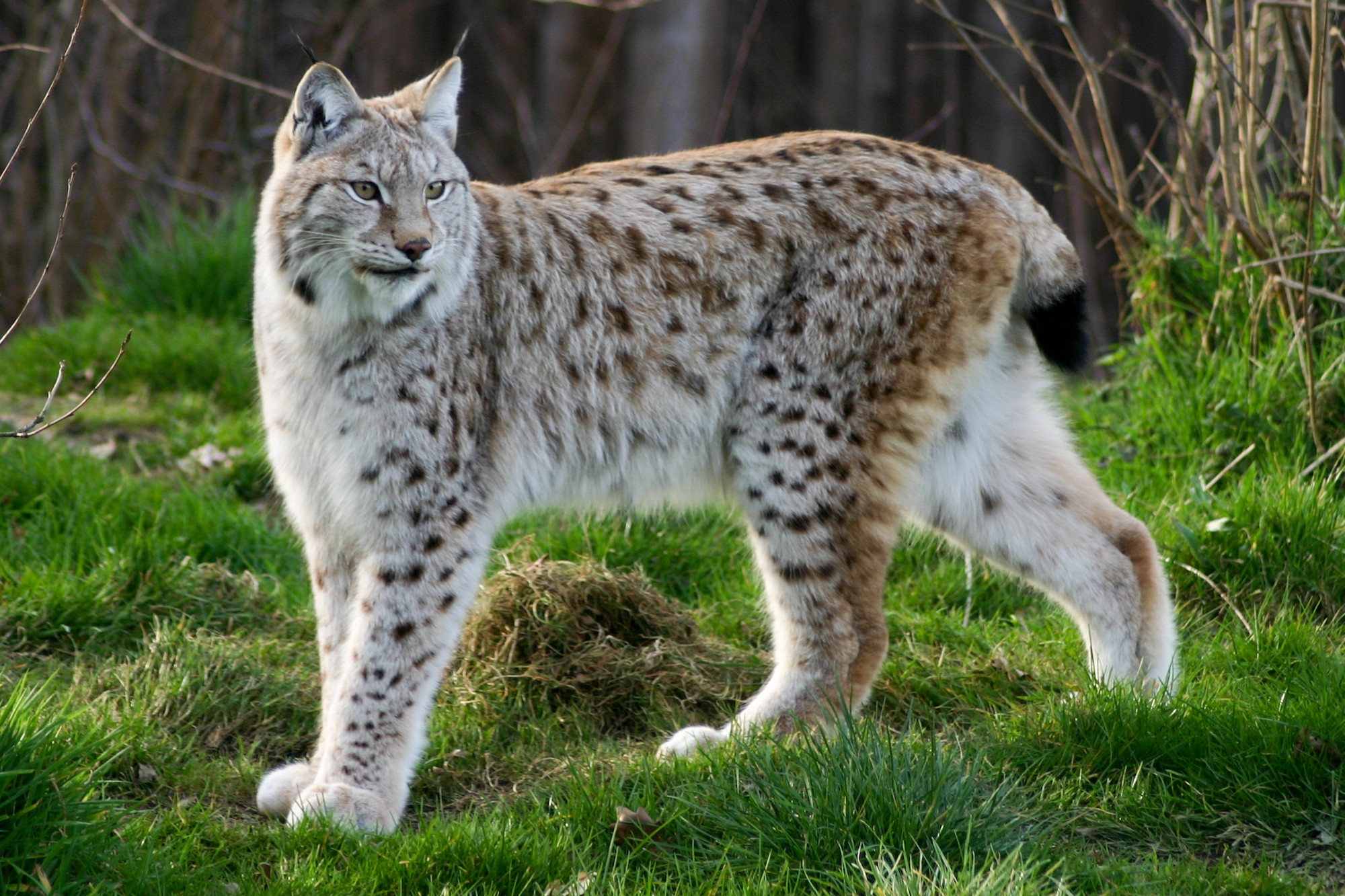 Рысь вологодская. Рысь Сибирская Евроазиатская. Рысь - Lynx Lynx (Linnaeus, 1758). Бобкэт Рысь. Ильменский заповедник Рысь.