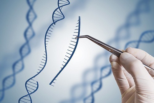 Опыты с ДНК эмбриона запретили в Китае