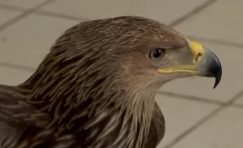 Жительница Усть-Каменогорска самостоятельно выходила краснокнижную птицу и чуть не заплатила за это штраф