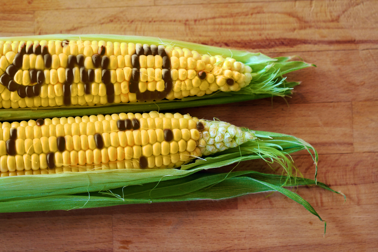 Уровень ГМО в американских продуктах превысил норму в 30 раз — Минздрав РК