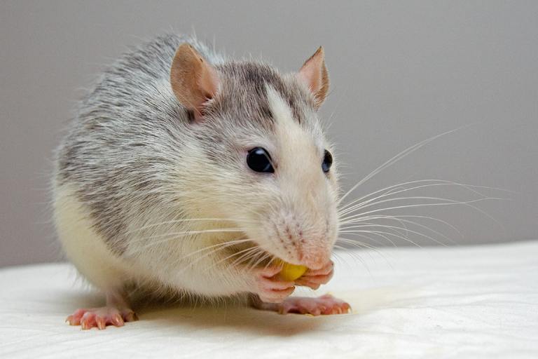 В актауской детской инфекционной больнице пациенты обнаружили мышей