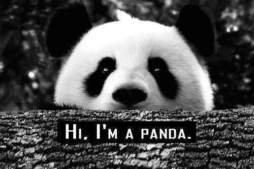 Привет! Я Панда