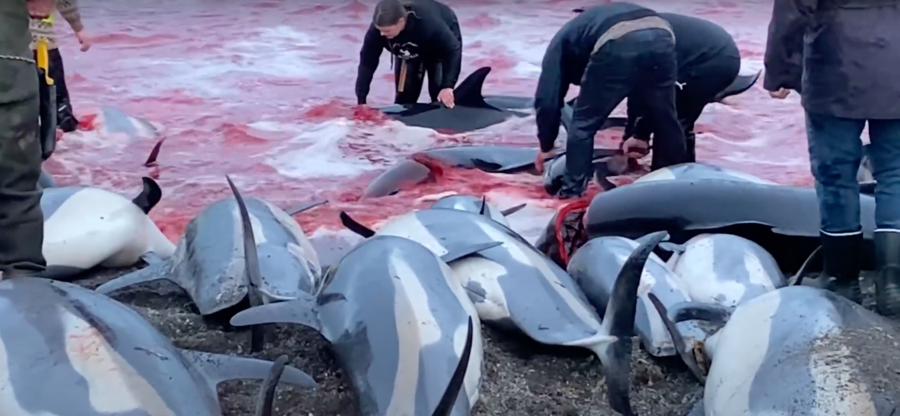 Более 1400 атлантических белобоких дельфинов были убиты 